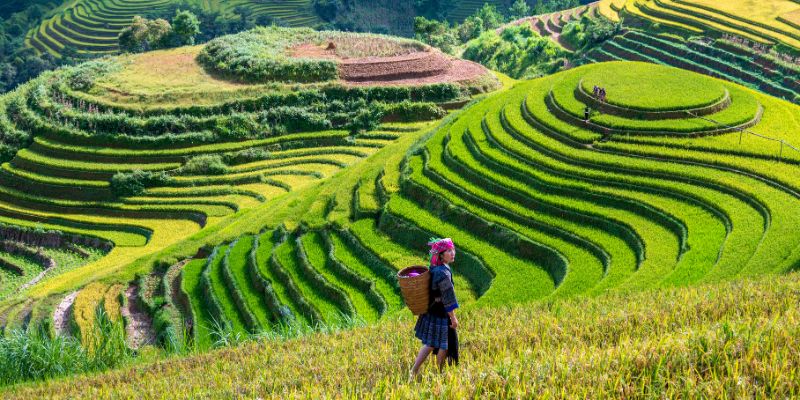 Sapa & Mu Cang Chai.